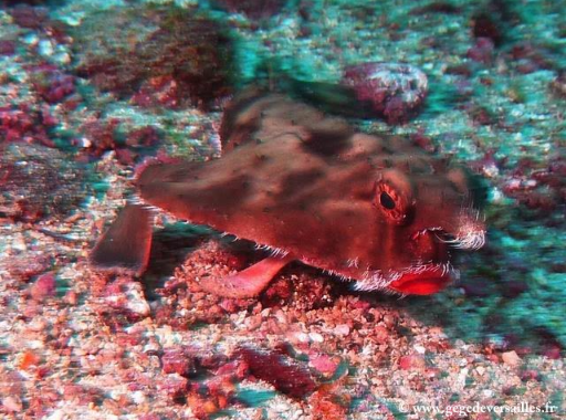 Photo d'un red lipped Batfish ou poisson chauve-souris à lèvres rouges.