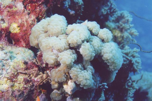 Photos de corail