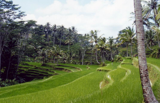 Les rizières à Bali